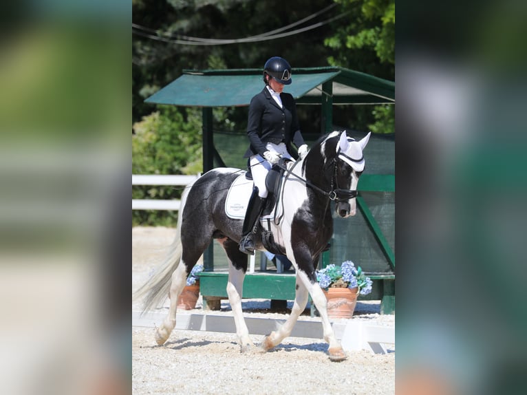 Autres races Étalon 4 Ans 170 cm Pinto in Sassuolo