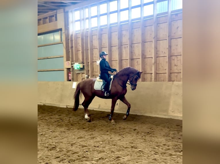 Autres races Étalon 4 Ans 172 cm Alezan in Pirkkala