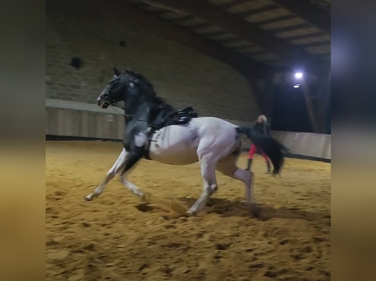 Autres races Étalon 4 Ans Léopard in Homberg (Efze)