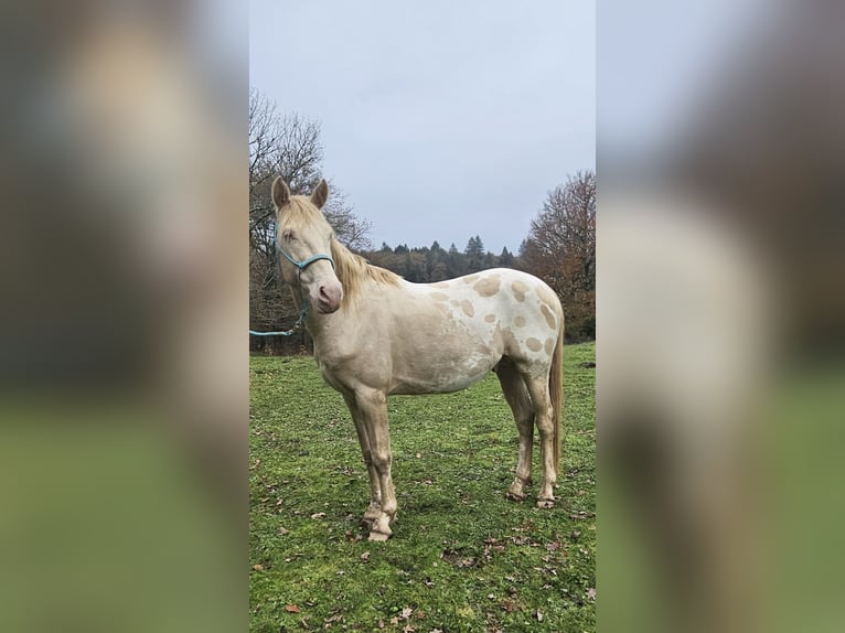 Autres races Étalon 5 Ans 155 cm Perlino in Compreignac