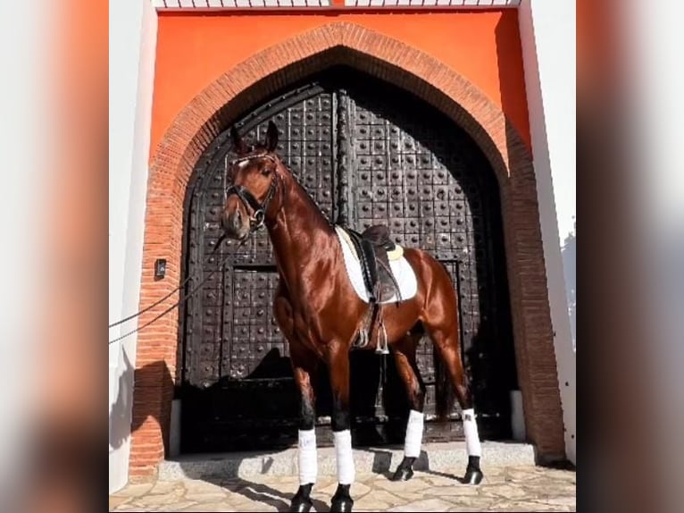 Autres races Croisé Étalon 5 Ans 160 cm Bai in Pago Del Humo