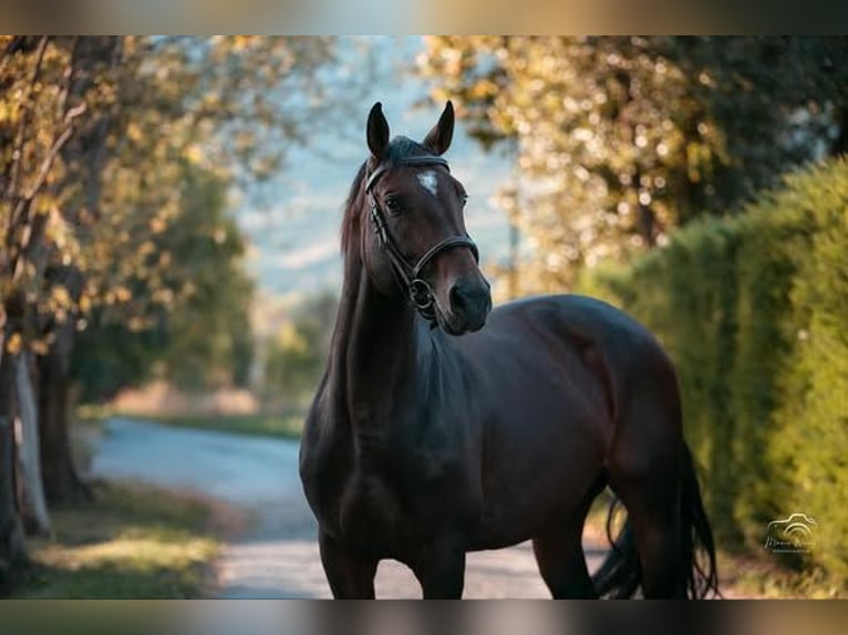 Autres races Étalon 5 Ans 165 cm Bai brun in Embrun