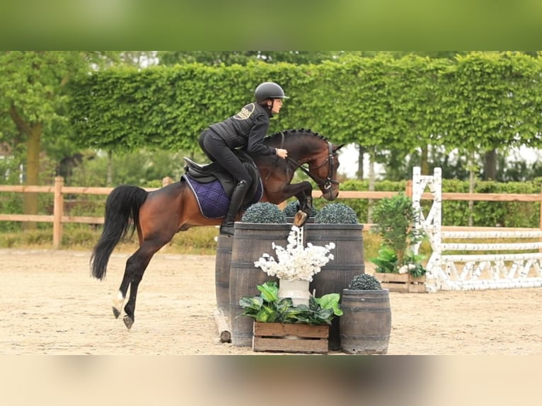 Autres races Étalon 6 Ans 126 cm Bai in Oost West en Middelbeers