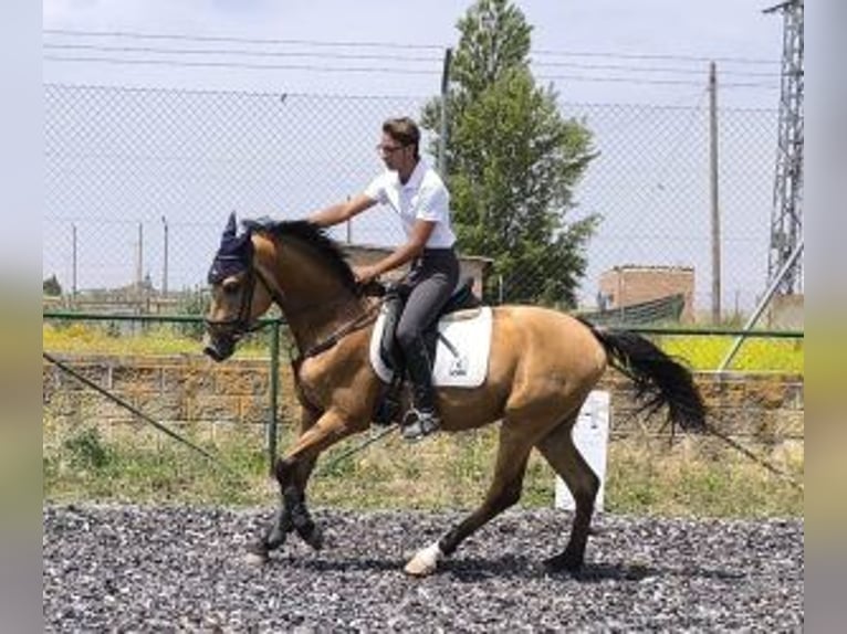 Autres races Croisé Étalon 6 Ans 162 cm Overo-toutes couleurs in MADRID