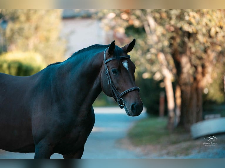 Autres races Étalon 6 Ans 165 cm Bai brun in Embrun