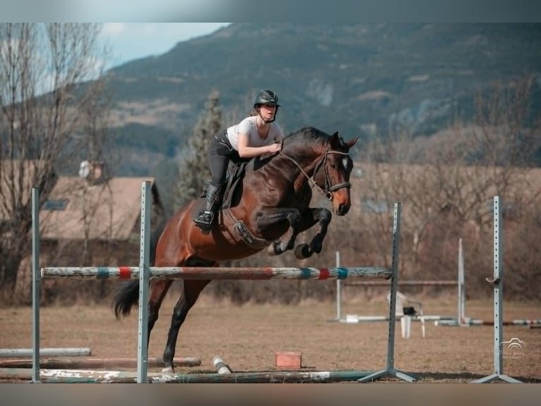 Autres races Étalon 6 Ans 165 cm Bai brun in Embrun