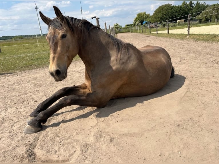 Autres races Étalon 8 Ans 153 cm Buckskin in Niederkr&#xFC;chten