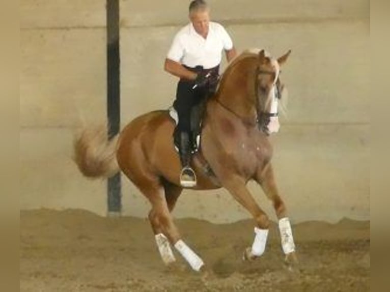 Autres races Croisé Étalon 8 Ans 166 cm Overo-toutes couleurs in Sevilla