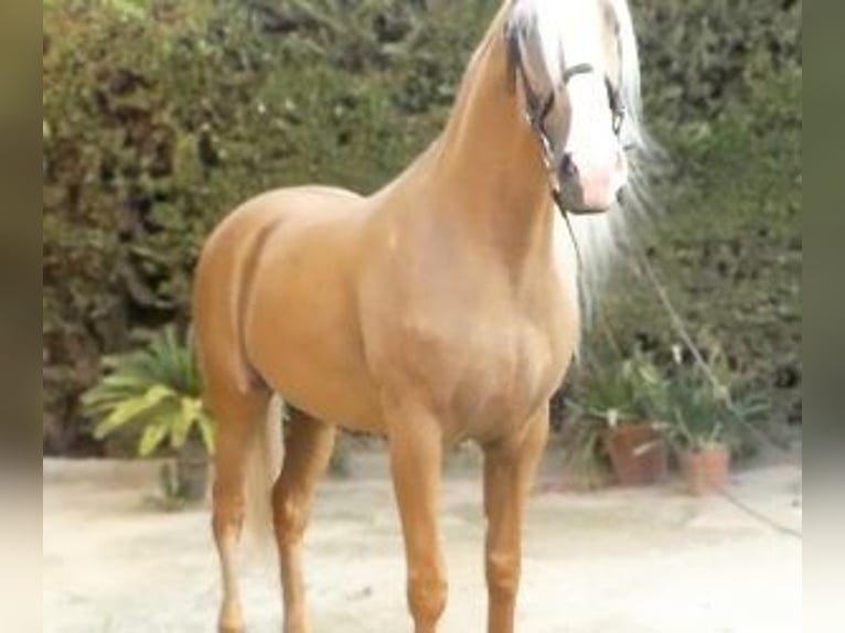 Autres races Croisé Étalon 8 Ans 166 cm Overo-toutes couleurs in Sevilla