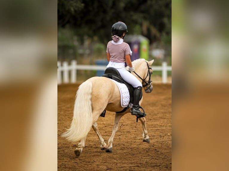 Autres races Croisé Étalon 9 Ans 113 cm Palomino in Tarragona