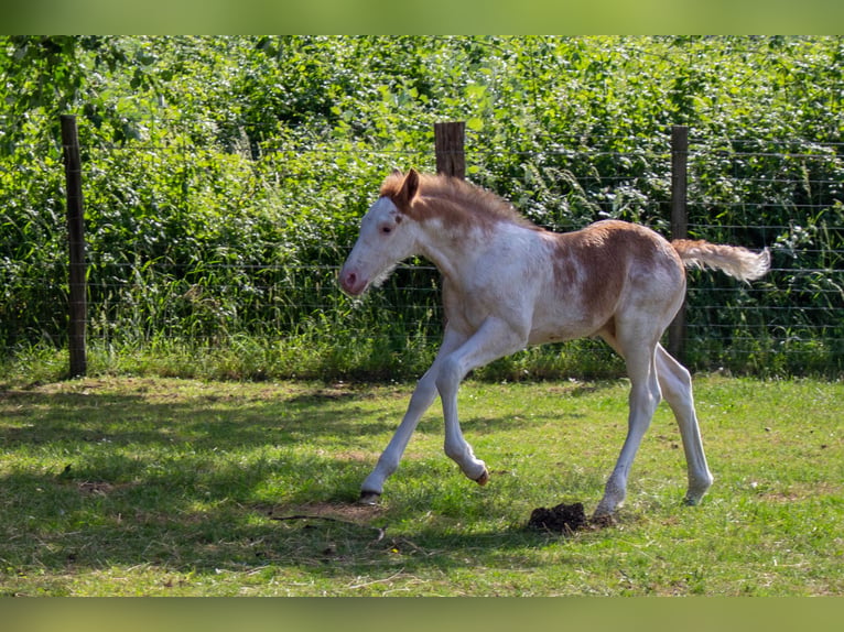 Autres races Croisé Étalon Poulain (05/2026) 152 cm Sabino in Valeyrac