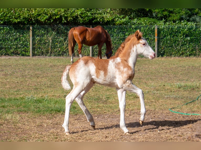 Autres races Croisé Étalon Poulain (05/2026) 152 cm Sabino in Valeyrac