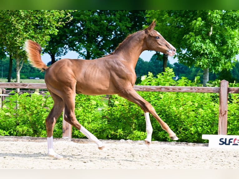 Autres races Étalon  Alezan in Bladel
