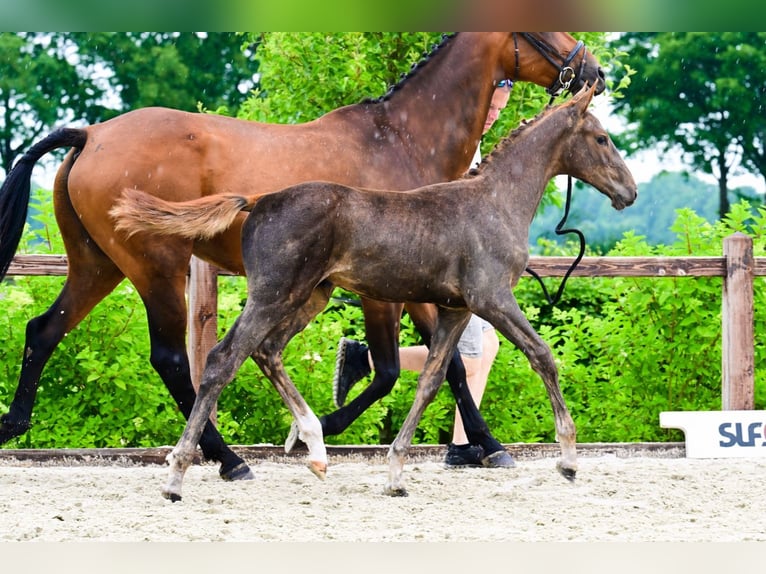 Autres races Étalon  Alezan in Bladel