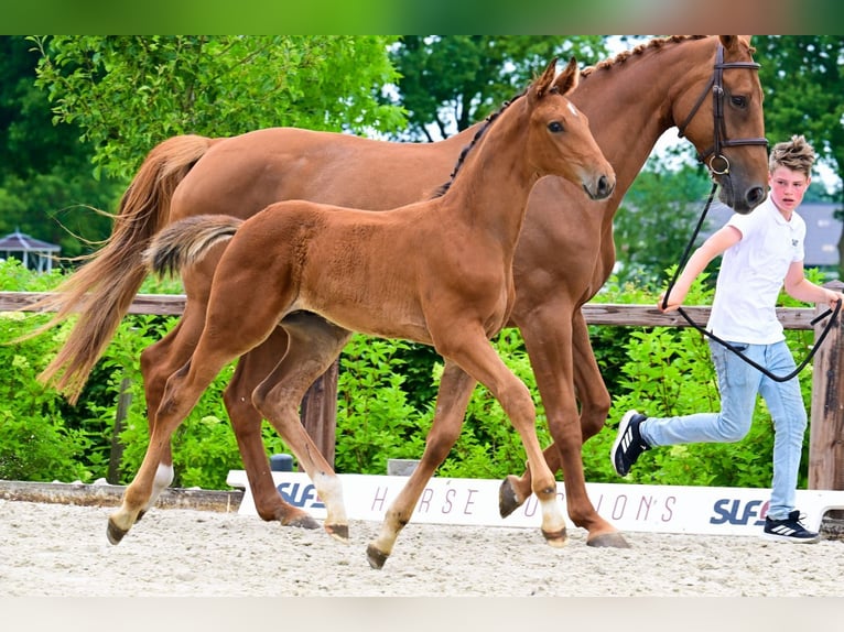 Autres races Étalon  Bai in Bladel