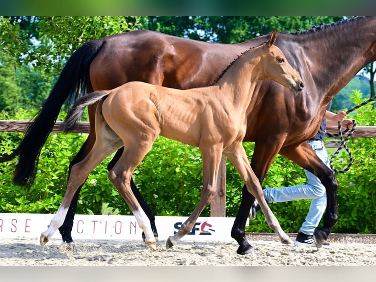Autres races Étalon  Bai in Bladel