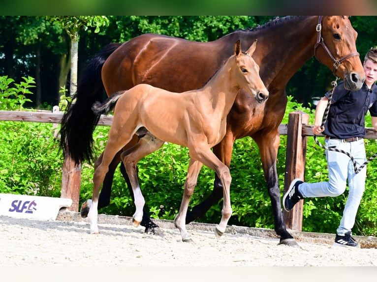 Autres races Étalon  Bai in Bladel