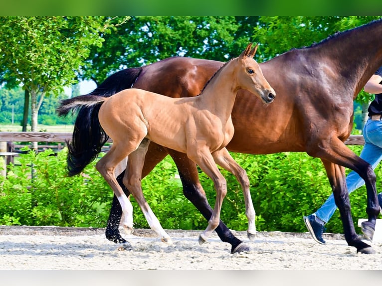 Autres races Étalon  Bai in Bladel