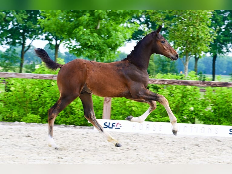 Autres races Étalon  Bai in Bladel