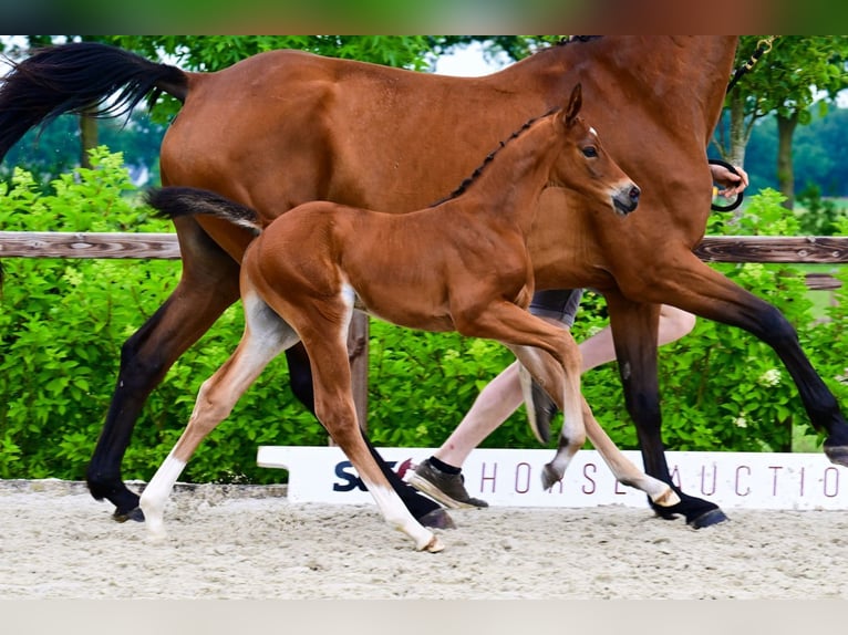 Autres races Étalon  Bai in Bladel
