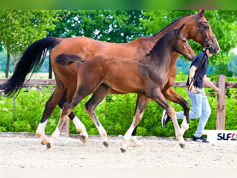 Autres races Étalon  Bai in Bladel