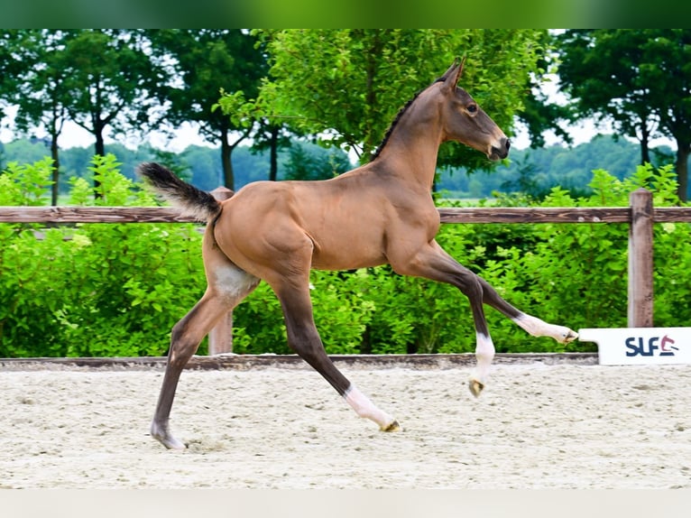 Autres races Étalon  Bai in Bladel