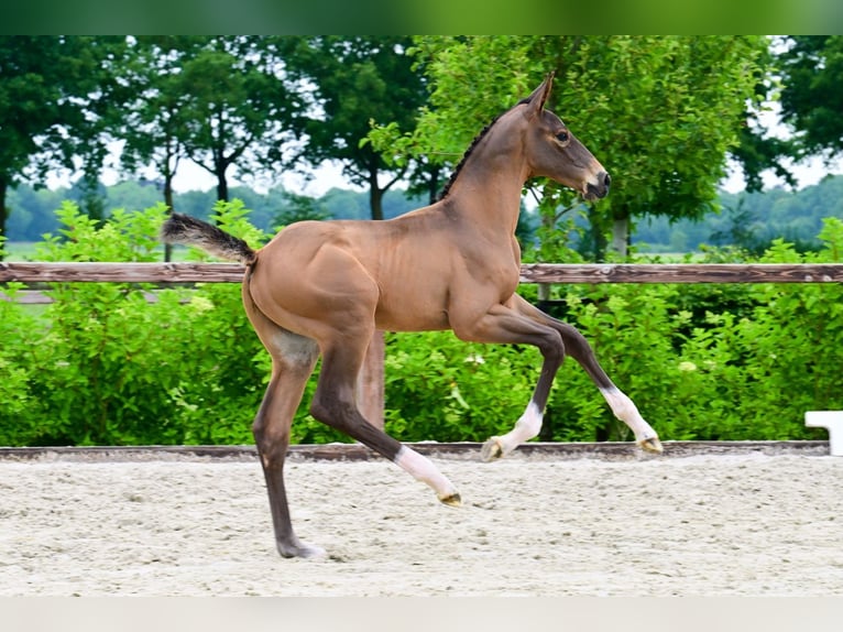 Autres races Étalon  Bai in Bladel