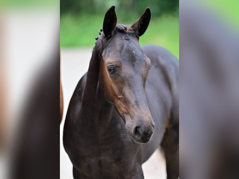 Autres races Étalon Poulain (05/2024) in Zele