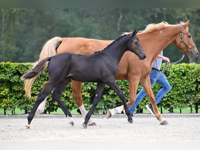 Autres races Étalon Poulain (05/2024) in Zele