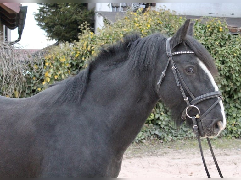 Autres races Hongre 10 Ans 147 cm Noir in Sonnefeld