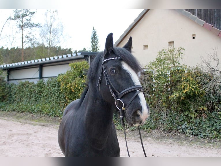 Autres races Hongre 10 Ans 147 cm Noir in Sonnefeld