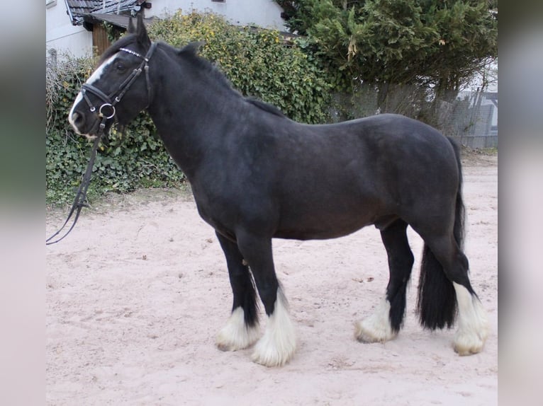 Autres races Hongre 10 Ans 147 cm Noir in Sonnefeld