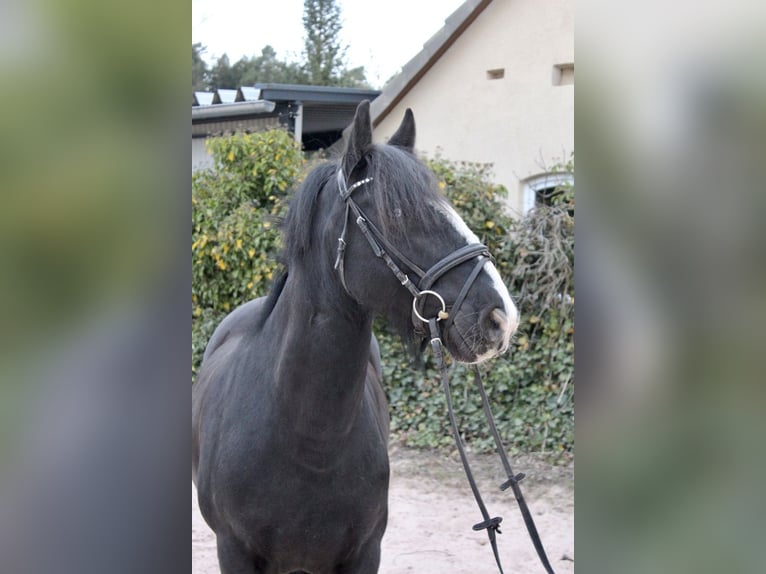 Autres races Hongre 10 Ans 147 cm Noir in Sonnefeld