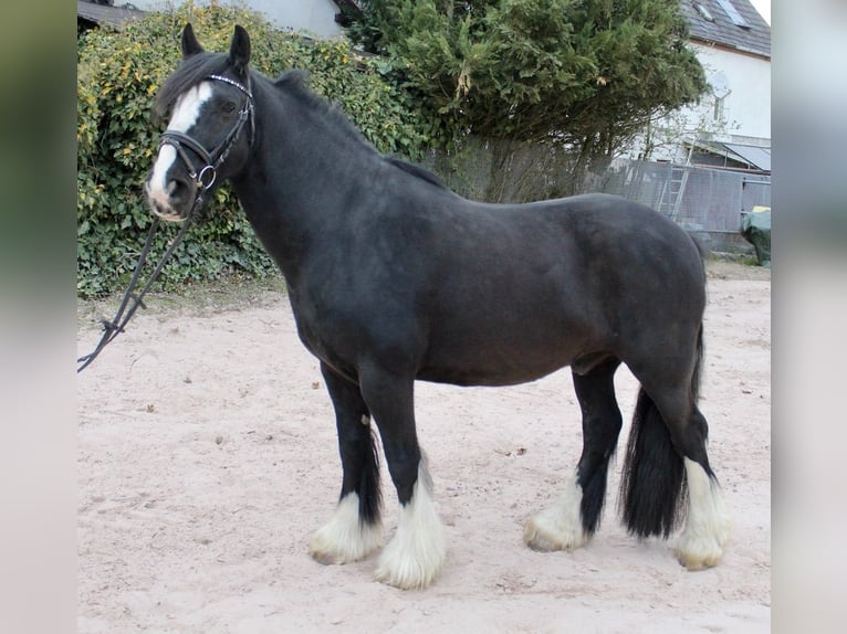 Autres races Hongre 10 Ans 147 cm Noir in Sonnefeld