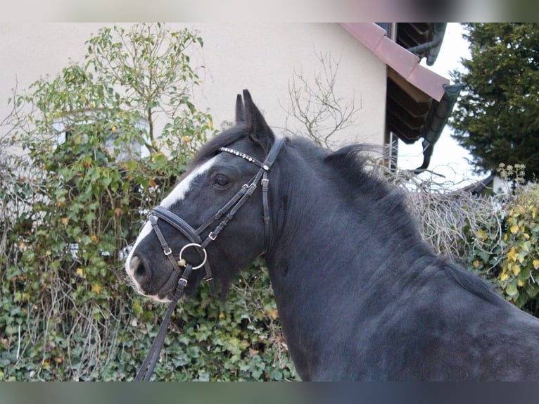 Autres races Hongre 10 Ans 147 cm Noir in Sonnefeld