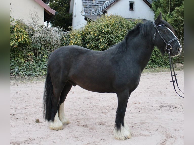 Autres races Hongre 10 Ans 147 cm Noir in Sonnefeld