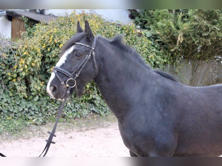Autres races Hongre 10 Ans 147 cm Noir in Sonnefeld