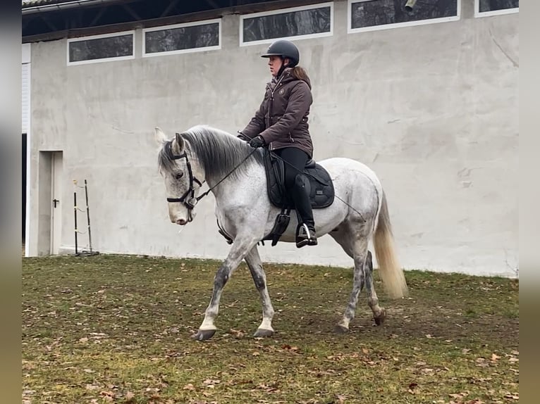 Autres races Hongre 10 Ans 152 cm Gris moucheté in Neuferchau