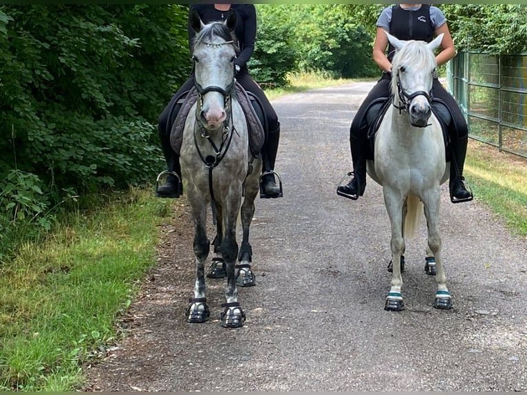 Autres races Hongre 10 Ans 152 cm Gris moucheté in Neuferchau