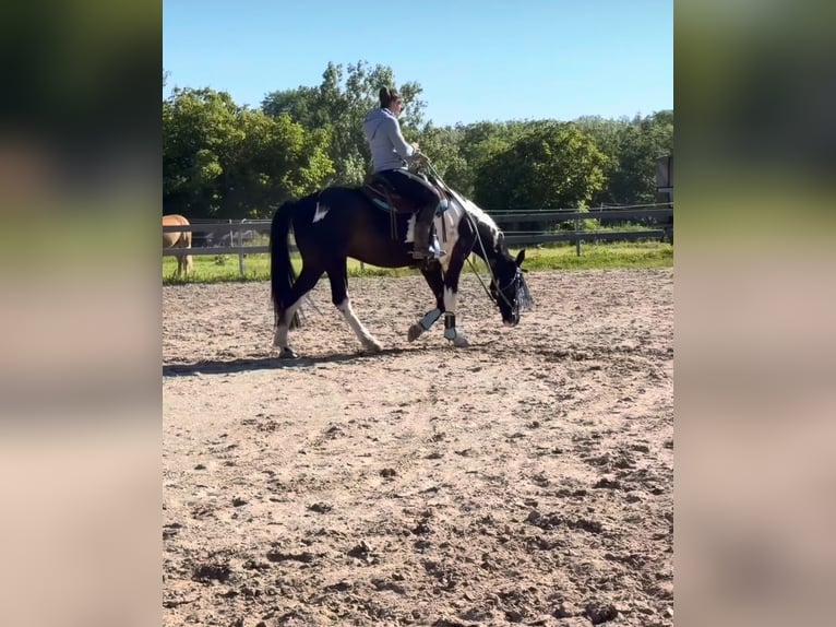 Autres races Croisé Hongre 10 Ans 154 cm Pinto in Dingelstädt