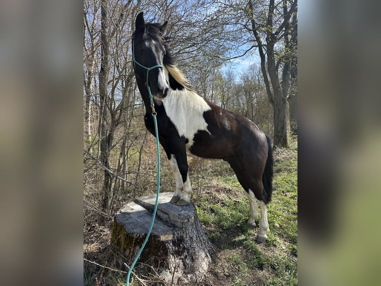 Autres races Croisé Hongre 10 Ans 154 cm Pinto in Dingelstädt