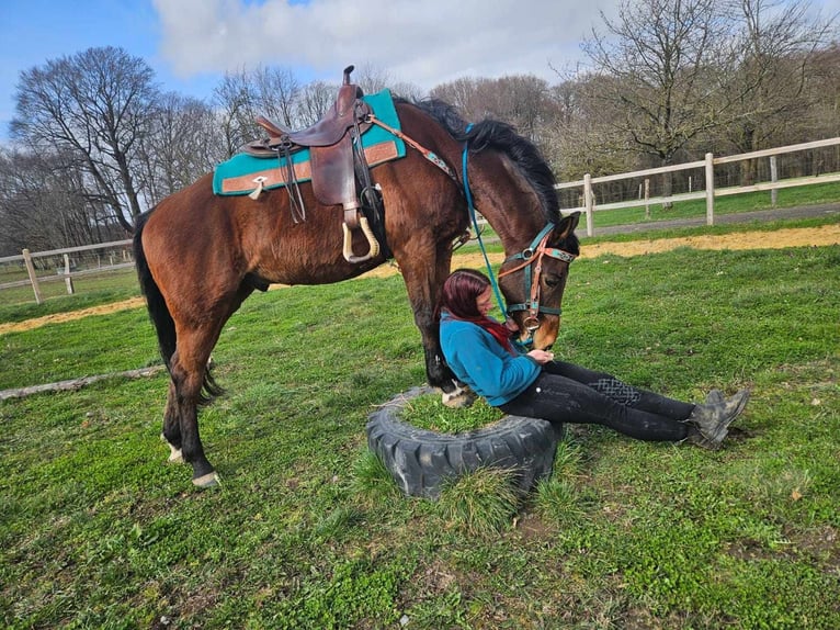 Autres races Hongre 10 Ans 155 cm  in Linkenbach