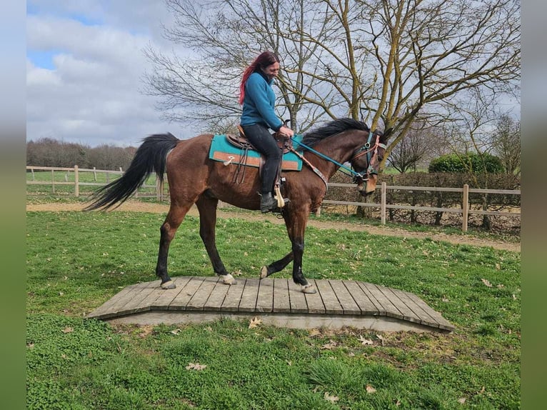 Autres races Hongre 10 Ans 155 cm  in Linkenbach