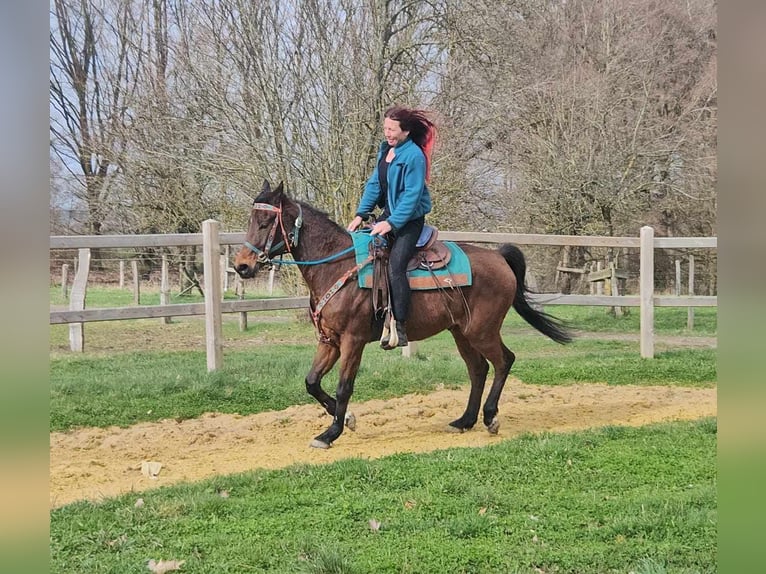 Autres races Hongre 10 Ans 155 cm  in Linkenbach