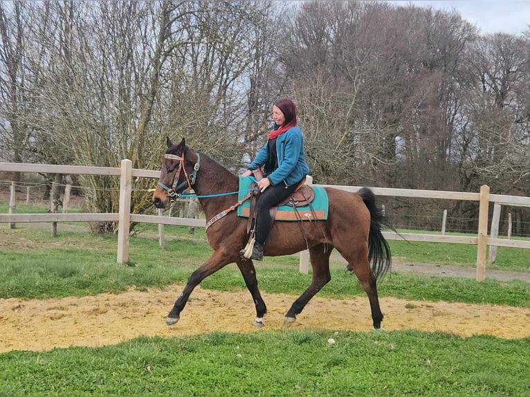 Autres races Hongre 10 Ans 155 cm  in Linkenbach