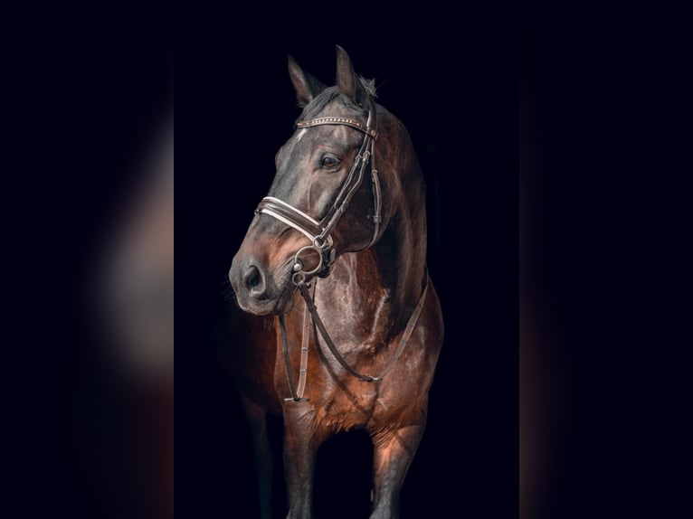 Autres races Hongre 10 Ans 160 cm Bai cerise in Vilnius