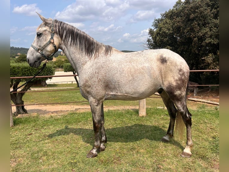 Autres races Croisé Hongre 10 Ans 161 cm Gris in Peratallada