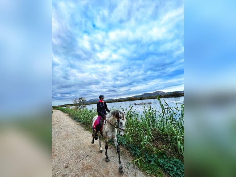 Autres races Croisé Hongre 10 Ans 161 cm Gris in Peratallada