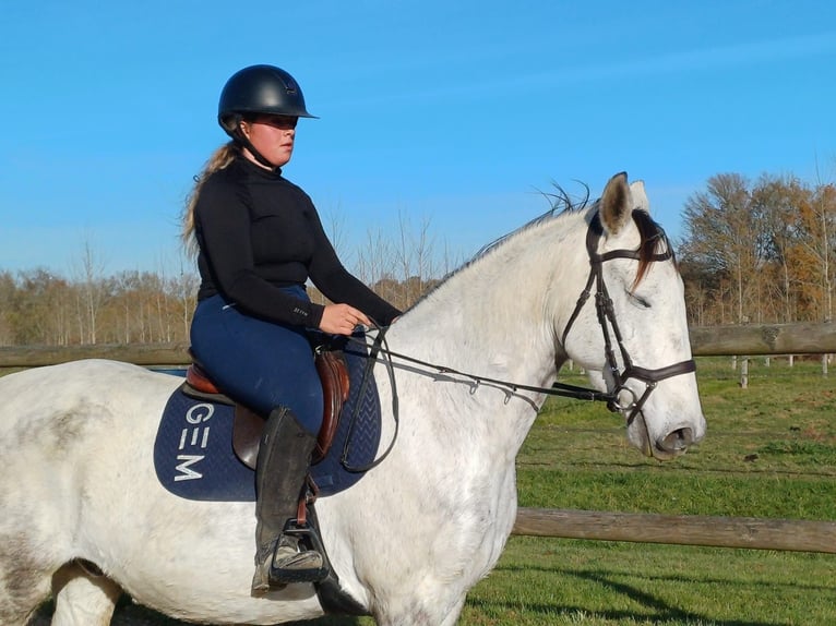 Autres races Croisé Hongre 10 Ans 162 cm Gris in Parleboscq
