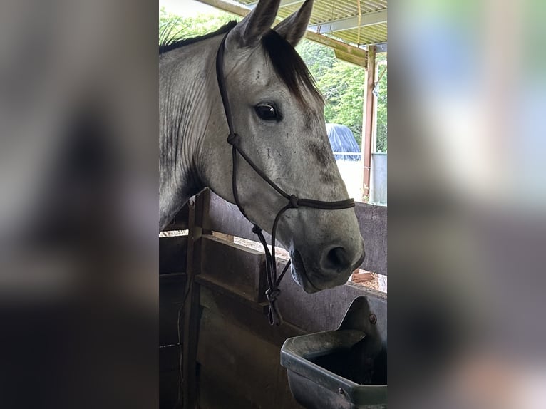 Autres races Croisé Hongre 10 Ans 162 cm Gris in Parleboscq